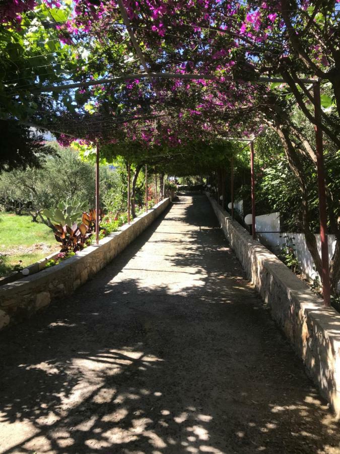 Aparthotel Knossos Pánormos Exterior foto